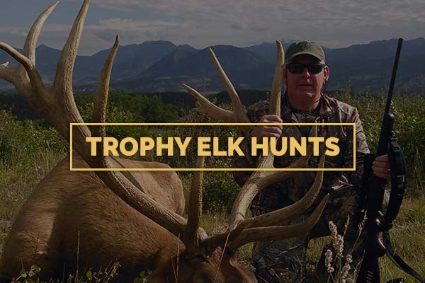 Trophy Elk Hunts North Rim Trophy Hunts Trophy Elk Hunts
