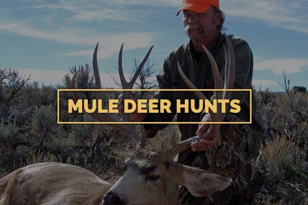 Mule Deer Hunts North Rim Trophy Hunts Mule Deer Hunts